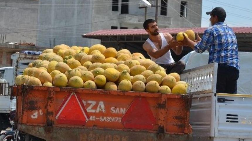Bafra&rsquo;da Karpuz Ve Kavun Y&uuml;z G&uuml;ld&uuml;r&uuml;yor