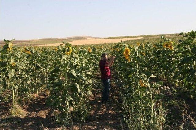 Yozgat&rsquo;ta 80 Bin Dekar Ay&ccedil;i&ccedil;ek Ekimi Yapıldı 1