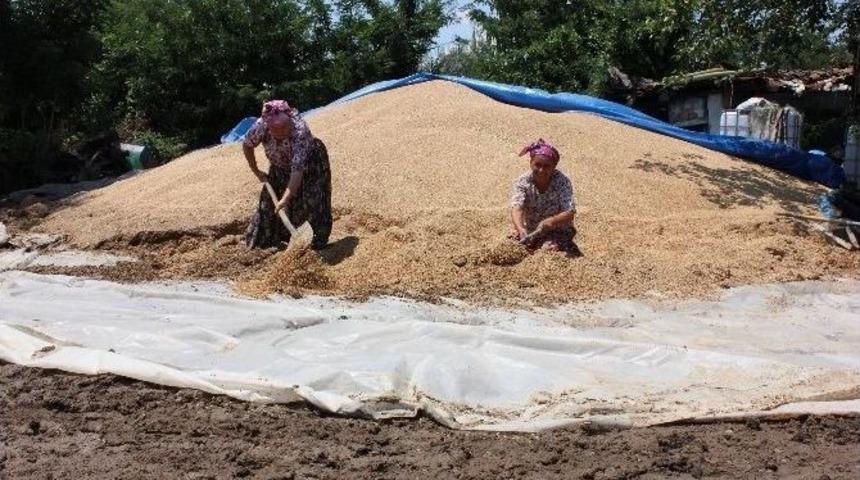 (&ouml;zel Haber) Tarım Arazileri Sular Altında