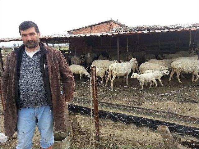 Başkanlarını Mahkemeye Veren Çobanlar, Hukuk Mücadelesini Kazandı