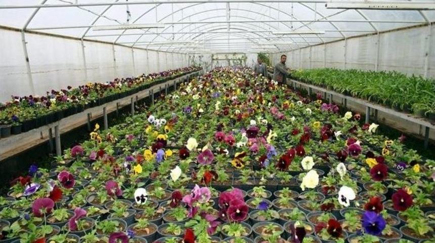 Tkdk&rsquo;dan S&uuml;s Bitkisi Yetiştiricilerine Destek