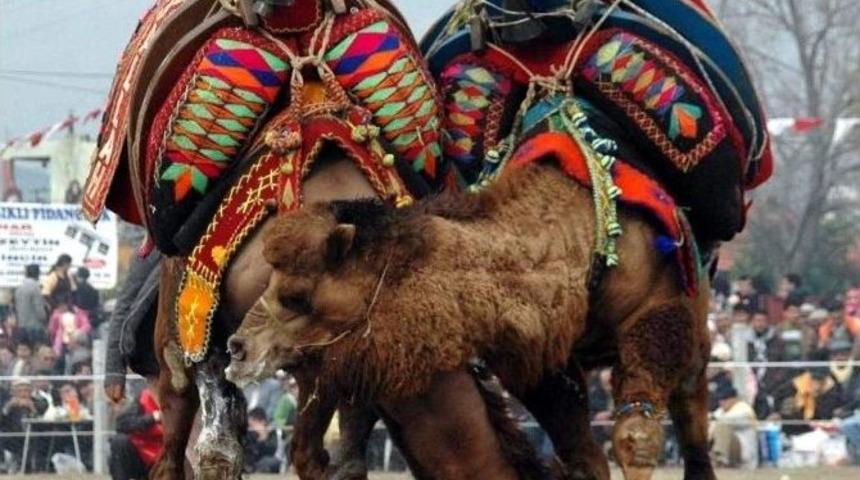 Deve G&uuml;reşi Takvimi Belirlendi, Develer Antrenmana Başladı