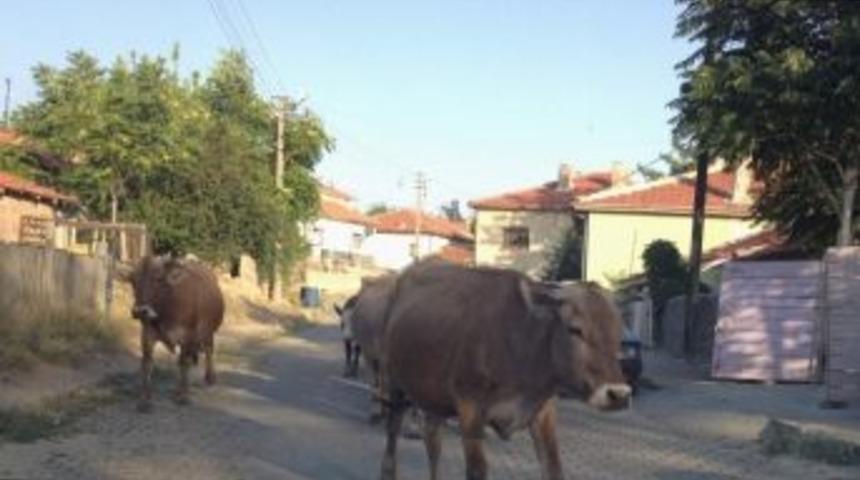 Mahallede Besiciliğe Tepki