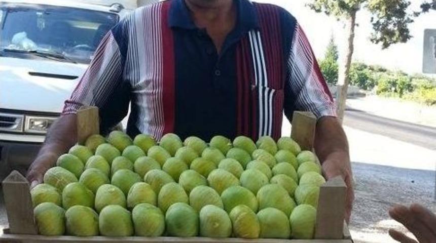 Mut&rsquo;ta İncir Hasadı Başladı