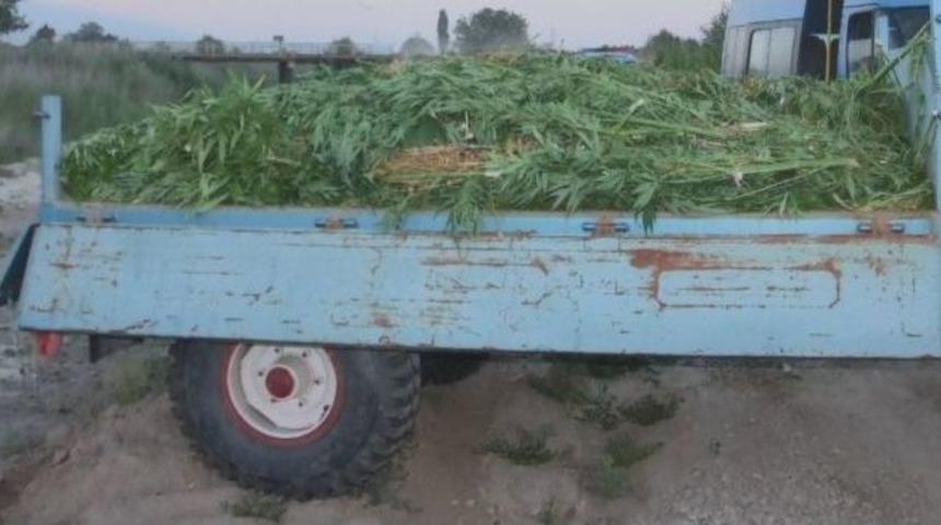 Alaşehir'de Esrar Operasyonu