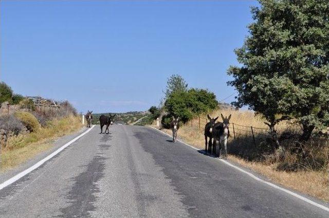 Başıboş Eşekler Turistlerin Kabusu Oldu