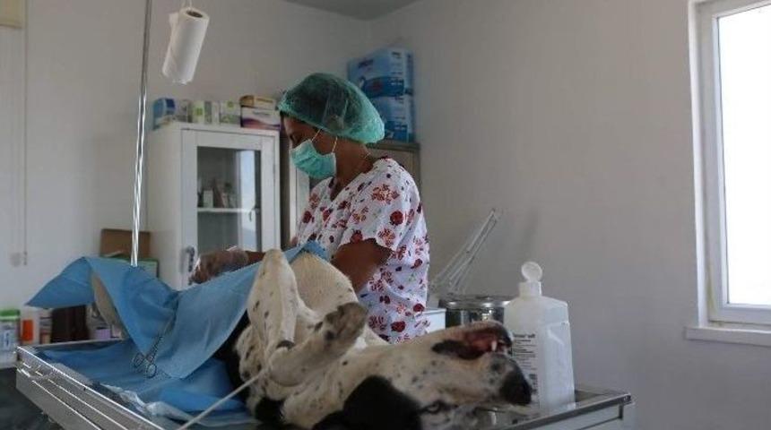 En Modern K&ouml;pek Barınma Evi