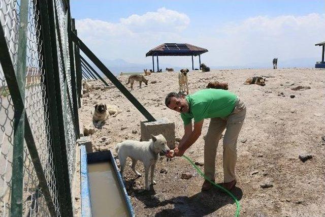 En Modern Köpek Barınma Evi