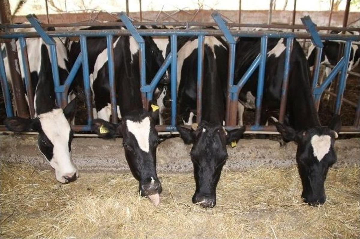 İneklerde M&uuml;zik Bereketi