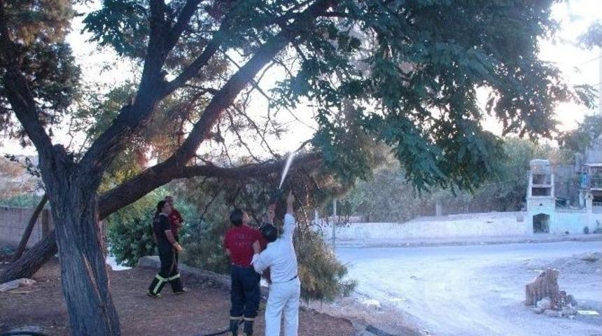 Alev Alev Yanan Ağa&ccedil;, Paniğe Neden Oldu