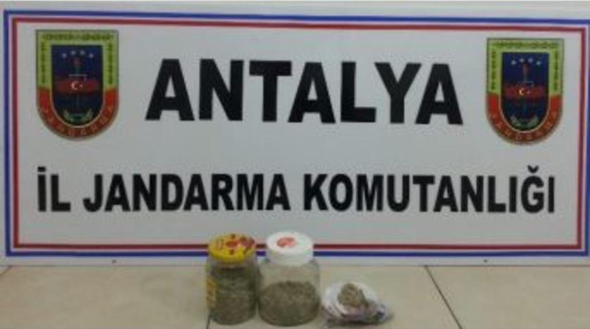 Alanya'da Jandarmadan Bonzai Operasyonu