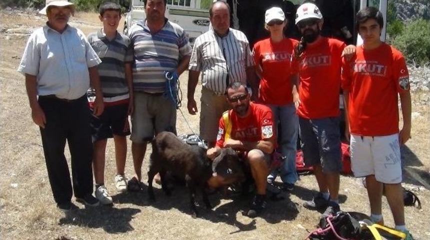 Kayalıklara Sıkışan Ke&ccedil;iyi Akut Kurtardı
