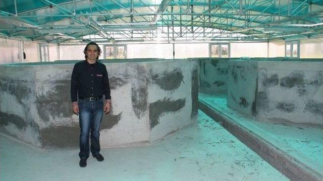 Çü, Nesli Tükenmekte Olan “lahoz Balığı Yetiştirecek