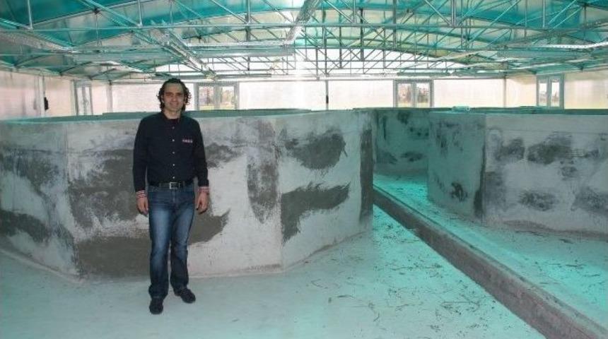 &Ccedil;&uuml;, Nesli T&uuml;kenmekte Olan &ldquo;lahoz" Balığı Yetiştirecek
