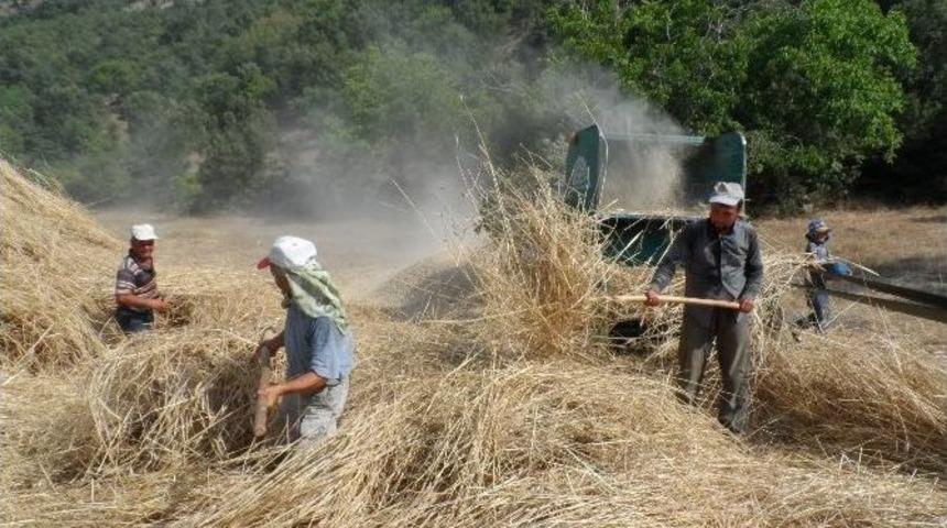 Demircili &Uuml;reticiler, Gece T&uuml;t&uuml;nde G&uuml;nd&uuml;z Harmanda &Ccedil;alışıyor