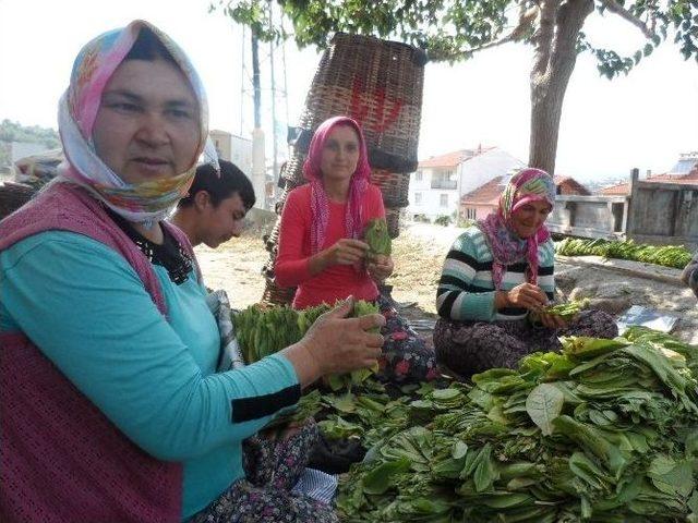 Demircili Üreticiler, Gece Tütünde Gündüz Harmanda Çalışıyor 1