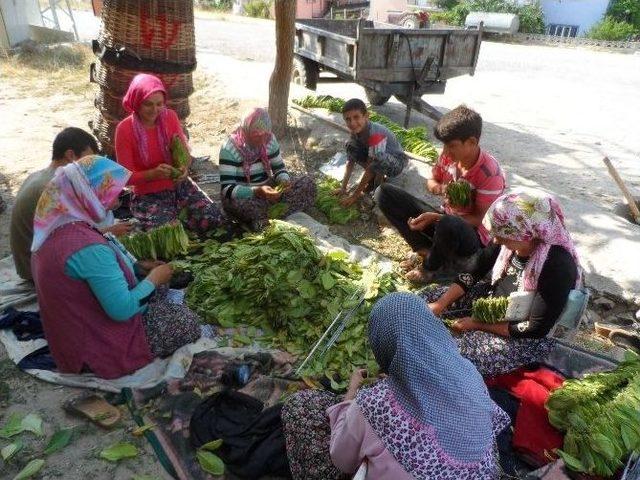 Demircili Üreticiler, Gece Tütünde Gündüz Harmanda Çalışıyor 2