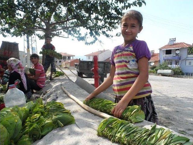 Demircili Üreticiler, Gece Tütünde Gündüz Harmanda Çalışıyor 3