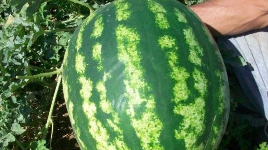 Acıpayam&rsquo;da Karpuz Hasadı Başladı