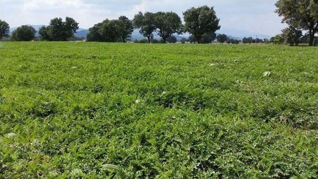 Acıpayam&rsquo;da Karpuz Hasadı Başladı 1