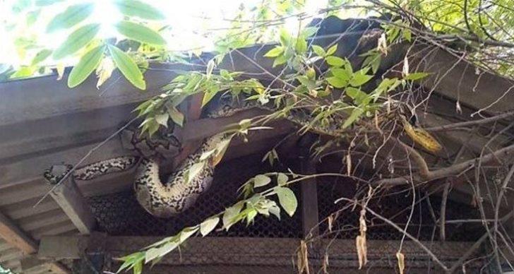 İçinden çıkanlar şoke etti! Pitonun midesindeki şişliği görünce müdahale ettiler ama... G1