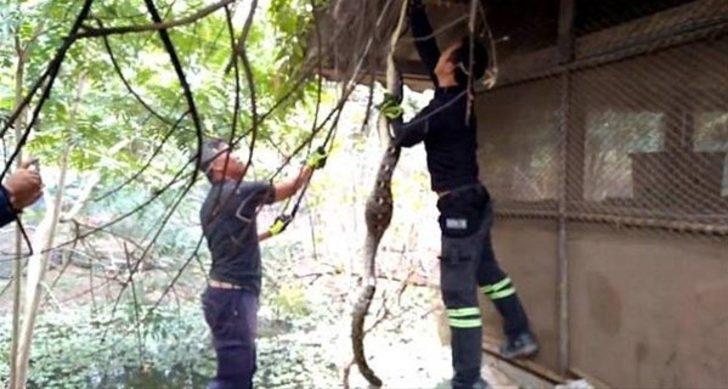 İçinden çıkanlar şoke etti! Pitonun midesindeki şişliği görünce müdahale ettiler ama... G2