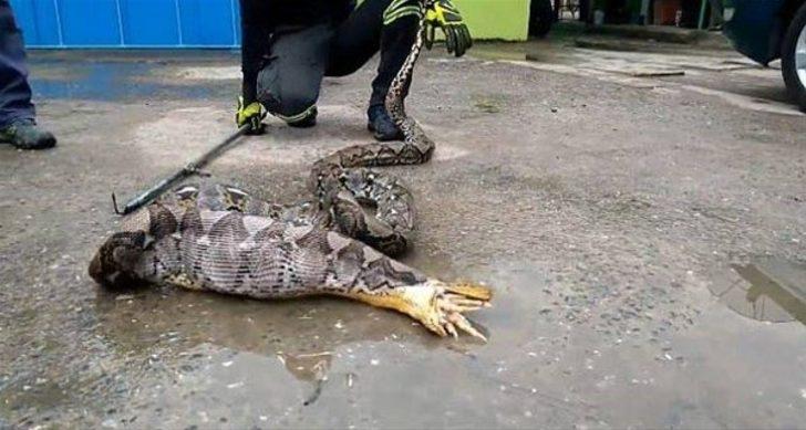 İçinden çıkanlar şoke etti! Pitonun midesindeki şişliği görünce müdahale ettiler ama... G3