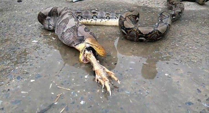 İçinden çıkanlar şoke etti! Pitonun midesindeki şişliği görünce müdahale ettiler ama... G4