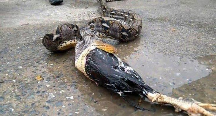 İçinden çıkanlar şoke etti! Pitonun midesindeki şişliği görünce müdahale ettiler ama... G5