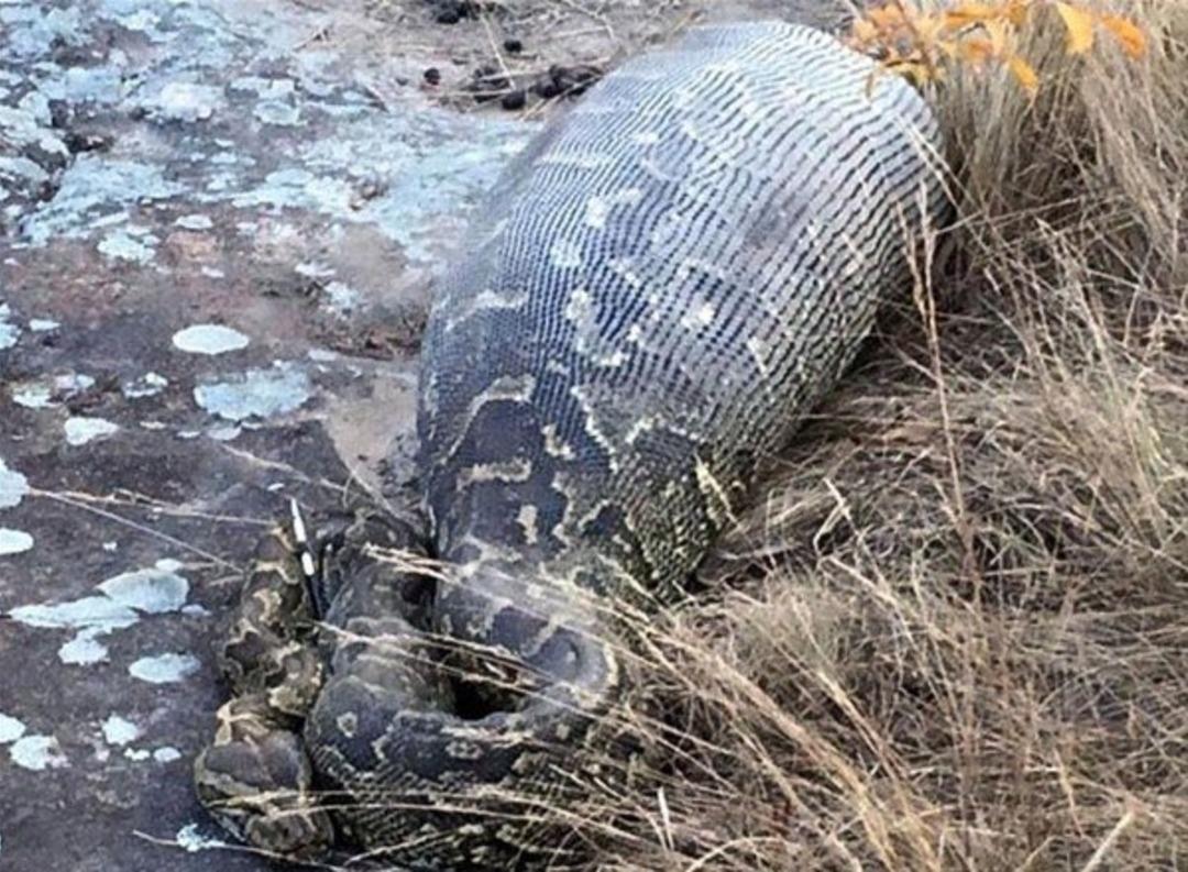 İ&ccedil;inden &ccedil;ıkanlar şoke etti! Pitonun midesindeki şişliği g&ouml;r&uuml;nce m&uuml;dahale ettiler ama...
