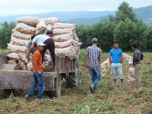 Patates, Üreticinin Yüzünü Güldürüyor