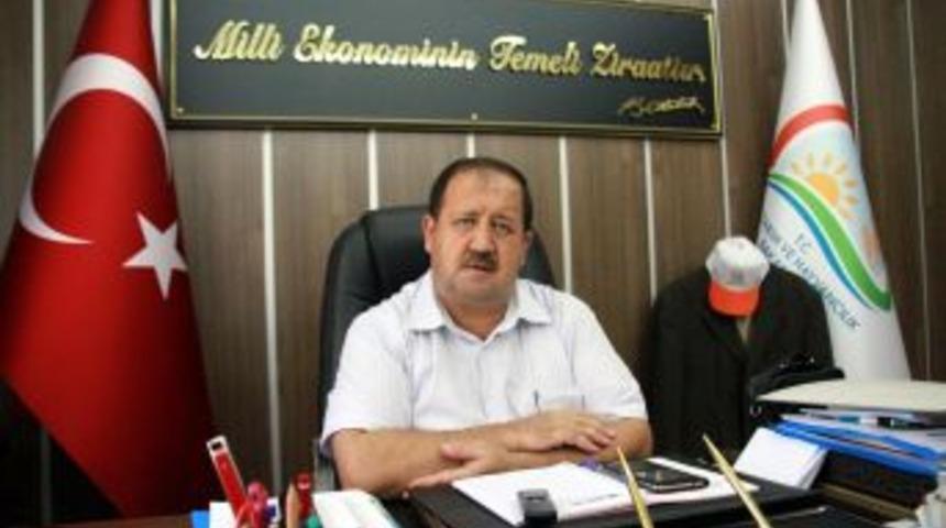 Samsun'da &Ccedil;eltik Ekimi Rekor Seviyeye Ulaştı