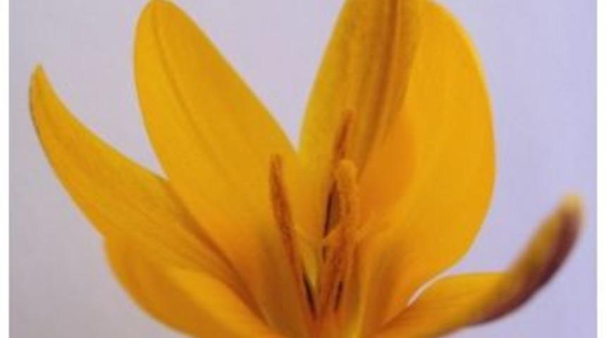 Spil Adını Taşıyan Endemik T&uuml;r Sayısı 14 Oldu