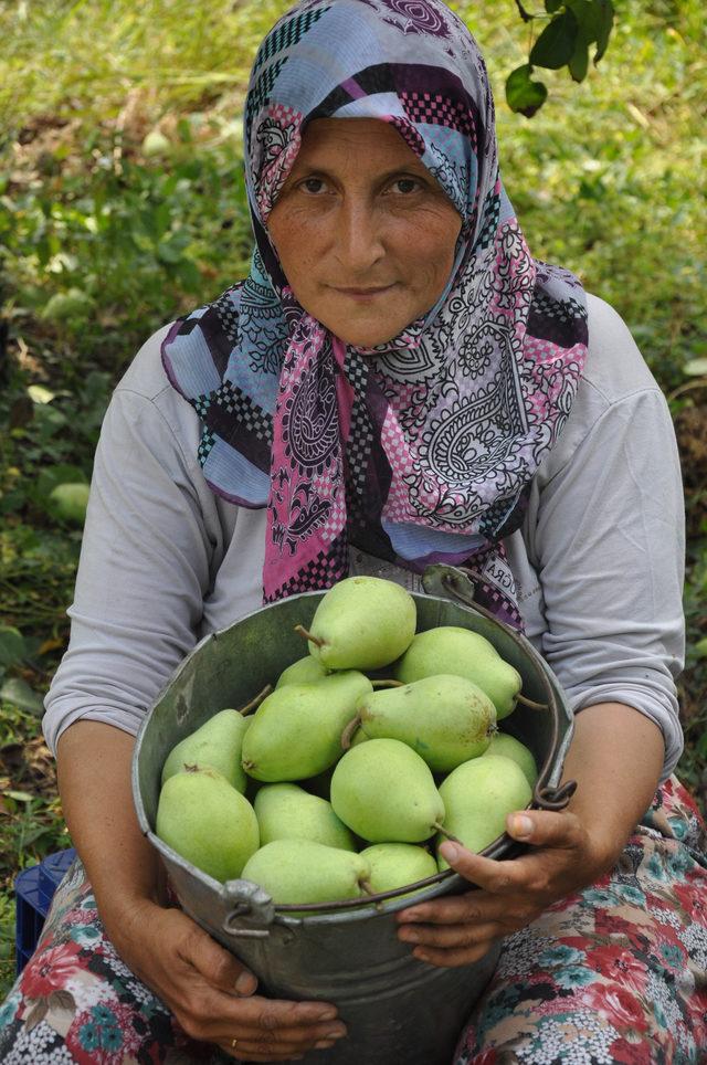 İnegöl'de armut hasadı sancılı başladı