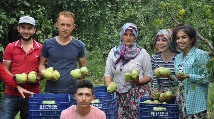 İnegöl'de armut hasadı sancılı başladı