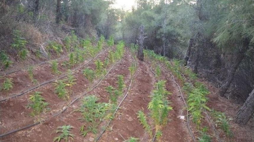 Hatay'da Uyuşturucu Operasyonu