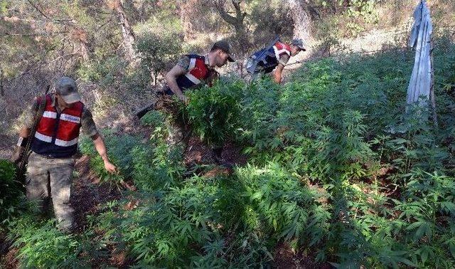 Hatay da Uyuşturucu Operasyonu 1