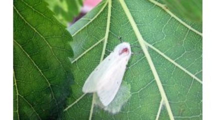 &Uuml;reticilere Kelebek Uyarısı