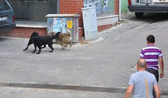 Vatandaş Başıboş Köpeklerden Şikayetçi