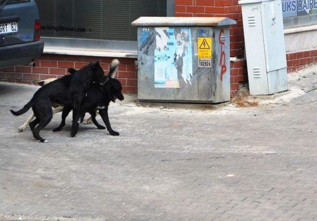 Vatandaş Başıboş Köpeklerden Şikayetçi