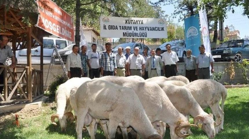 &Uuml;reticiye Devletten Damızlık Ko&ccedil;