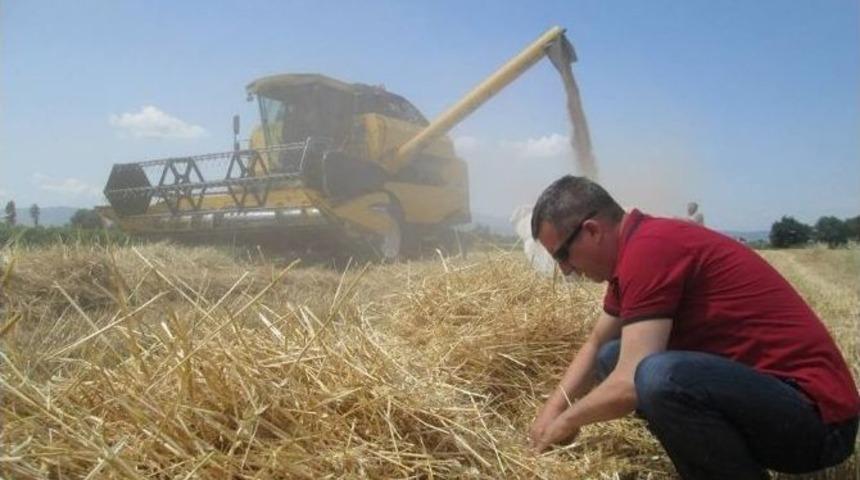 Arpa Ve Buğday Hasadı Tamamlandı