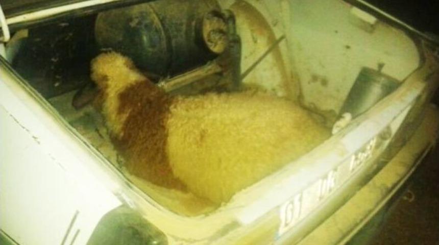 Jandarmadan Koyun Hırsızlarına Su&ccedil;&uuml;st&uuml;