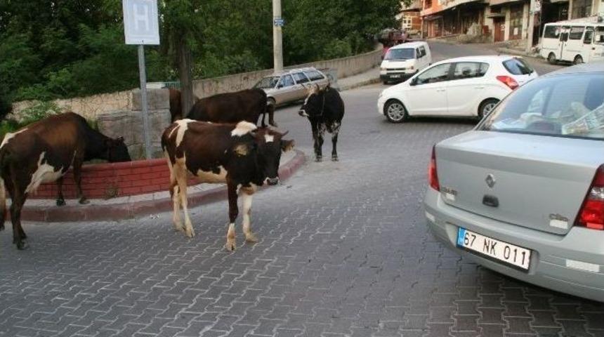 Devrek&rsquo;te Sokaklara Bırakılan Başıboş B&uuml;y&uuml;kbaş Hayvanlar Tehlikeye Davetiye &Ccedil;ıkartıyor