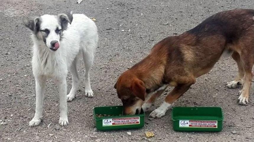 Hayvan Hakları Projesi Hayata Ge&ccedil;ti