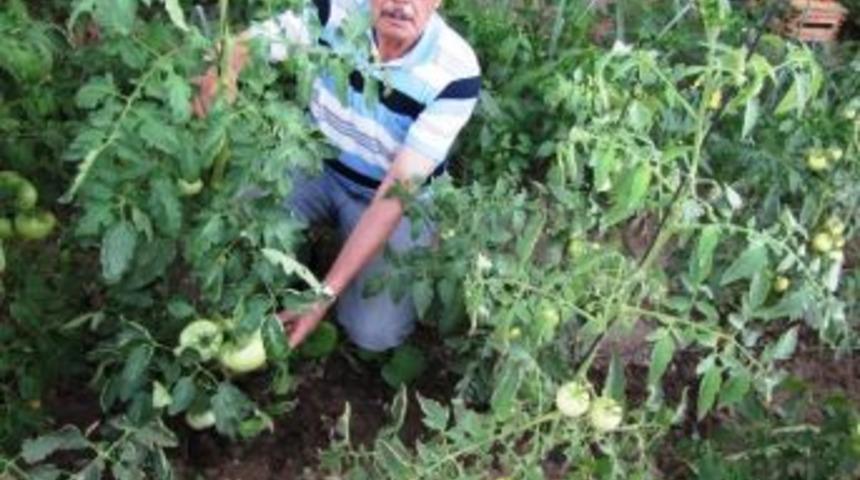 Belediye Encümeni Organik Domates Yetiştiriyor