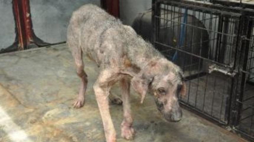 Malkara Belediyesi Sokak Hayvanlarına Sahip &Ccedil;ıkıyor