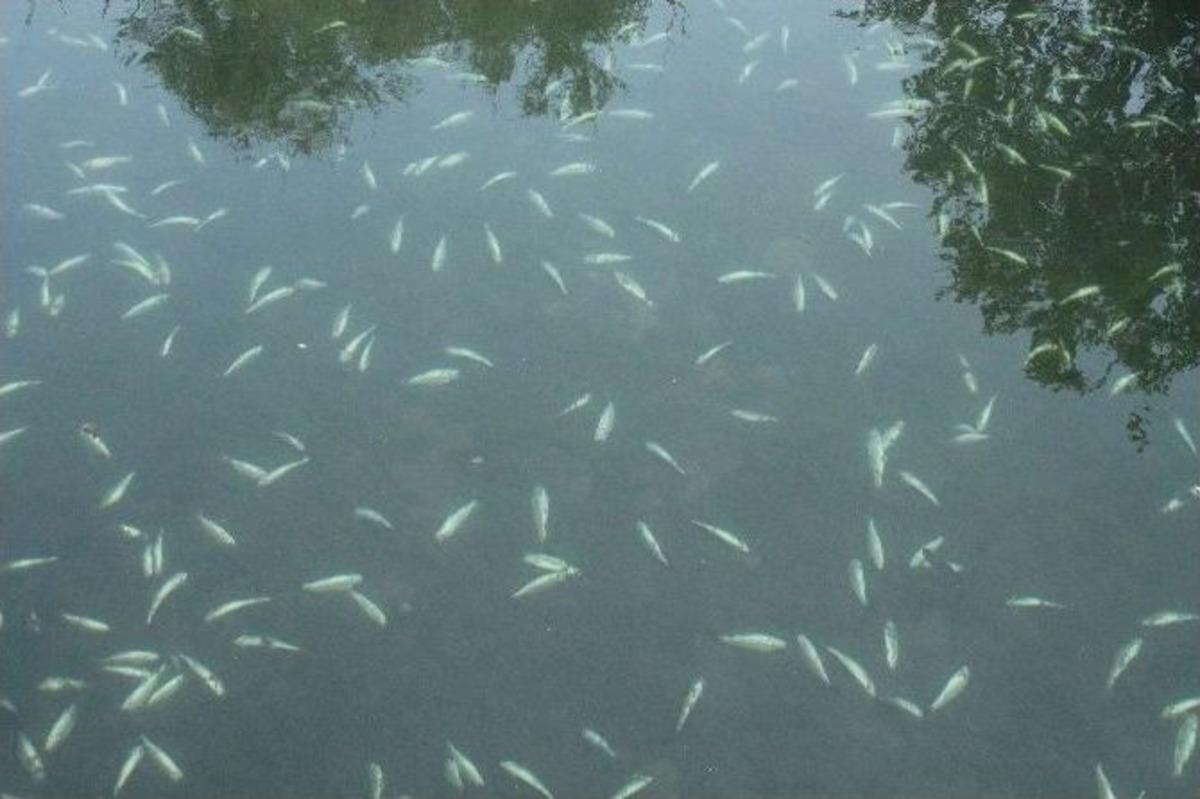 &Uuml;retim Tesislerindeki Balıklar Telef Oldu