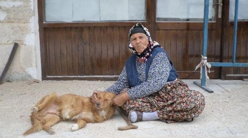 Dilenci Kadının K&ouml;pek Sevgisi