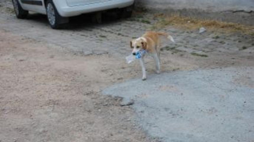 &Ccedil;evreci K&ouml;pek